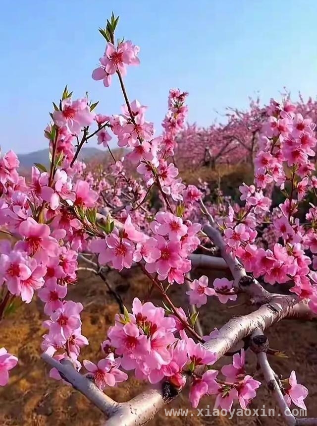 人间四月，邂逅桃花盛景，四月桃花烂漫时，感受生命之美
