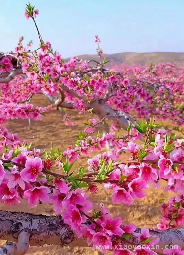 人间四月，邂逅桃花盛景，四月桃花烂漫时，感受生命之美