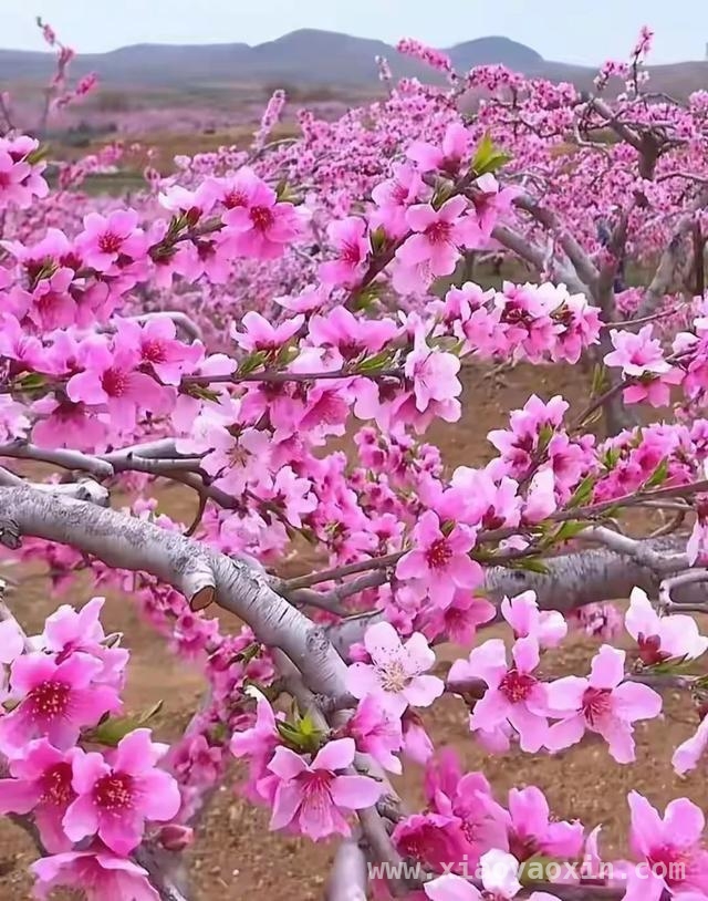 人间四月，邂逅桃花盛景，四月桃花烂漫时，感受生命之美