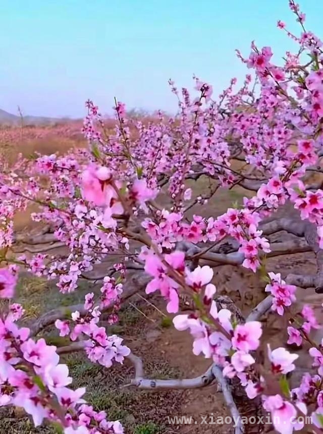 人间四月，邂逅桃花盛景，四月桃花烂漫时，感受生命之美