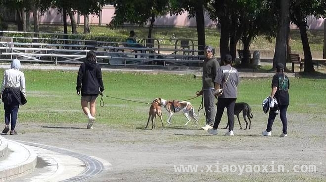 彭于晏遛狗被拍，和家人的相处太有爱啦！ 彭于晏全家出动遛狗，温馨画面太治愈！