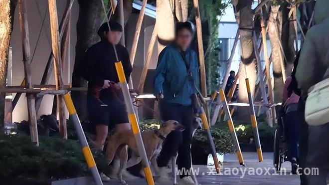 彭于晏遛狗被拍，和家人的相处太有爱啦！ 彭于晏全家出动遛狗，温馨画面太治愈！