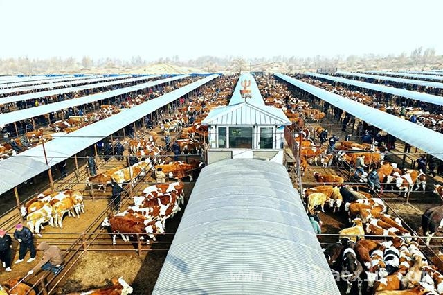 通辽肉牛产业：多项指标全国领先，未来前景无限
