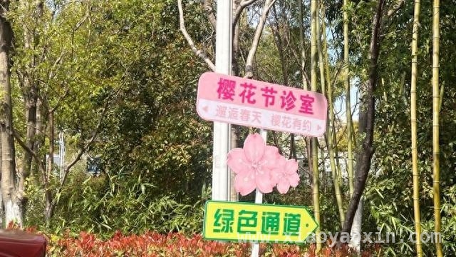 上海华山医院宝山院区：樱花季开启特色“樱花门诊”服务，上海华山宝山院区：“樱花门诊”打造春日医疗新体验