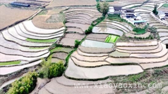 2025年功果桥水稻开栽，乡村振兴希望满田