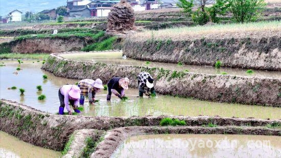 2025年功果桥水稻开栽，乡村振兴希望满田