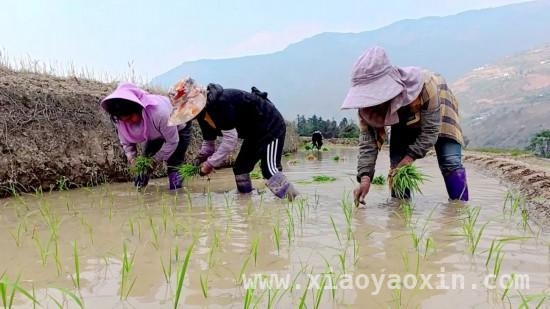 2025年功果桥水稻开栽，乡村振兴希望满田