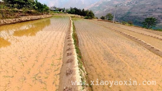 2025年功果桥水稻开栽，乡村振兴希望满田