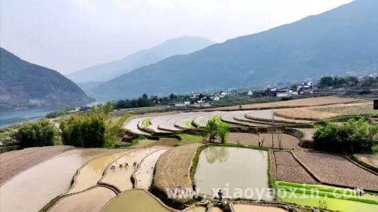 2025年功果桥水稻开栽，乡村振兴希望满田