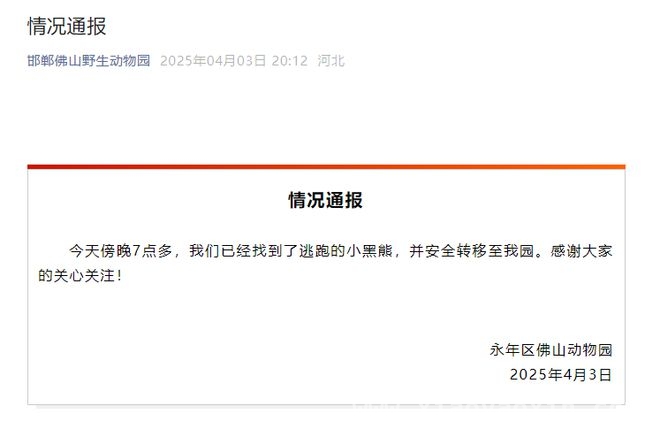 邯郸佛山动物园：逃跑小黑熊已安全找回，4月3日！邯郸佛山动物园逃跑小黑熊成功寻回