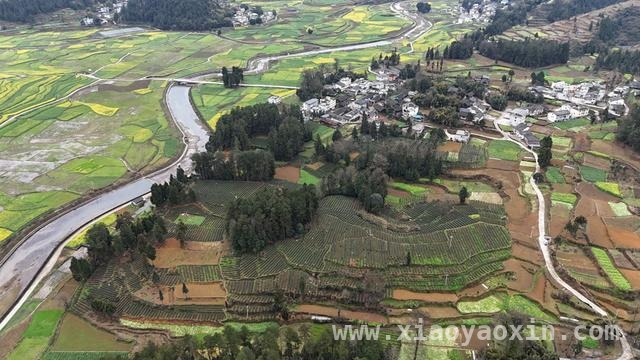 贵州务川春茶采摘忙，科技助力产业高质量前行，务川春茶开采，茶产业奏响增收致富新乐章