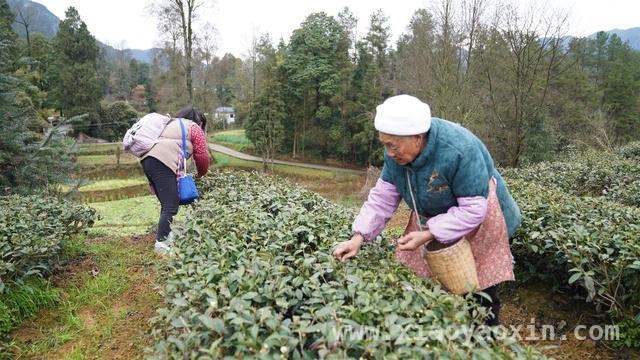 贵州务川春茶采摘忙，科技助力产业高质量前行，务川春茶开采，茶产业奏响增收致富新乐章