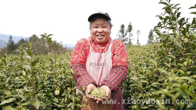 贵州务川春茶采摘忙，科技助力产业高质量前行，务川春茶开采，茶产业奏响增收致富新乐章
