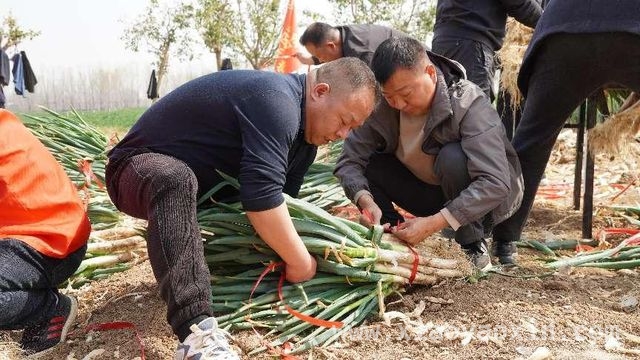 数字赋能农业，社旗县助农行动书写乡村振兴新篇章