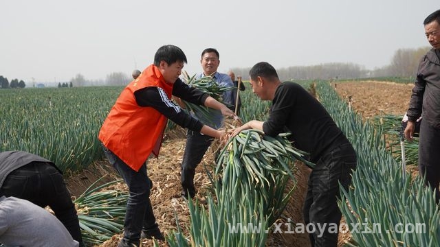 数字赋能农业，社旗县助农行动书写乡村振兴新篇章