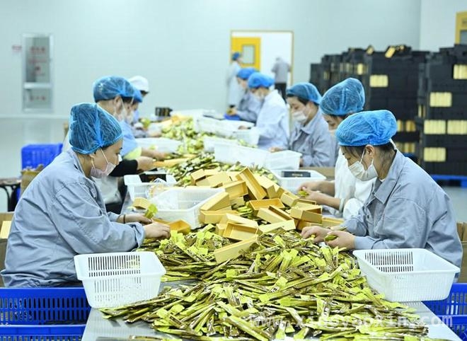 延吉人参产业：科技创新驱动经济增长新引擎，科技创新助力，延吉人参产业焕新活力