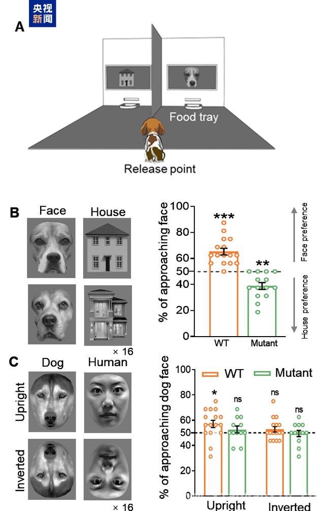 我国科研突破：Shank3突变比格犬助力孤独症面孔识别研究