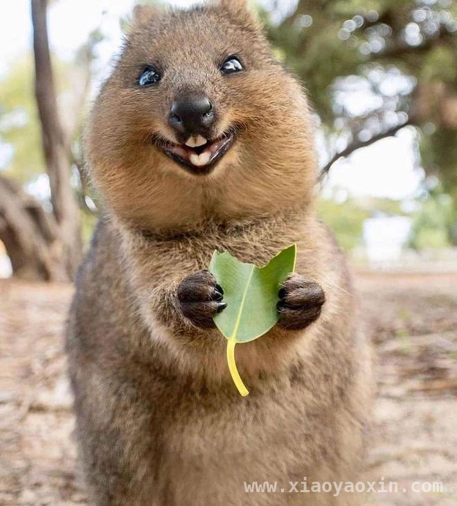Ubuntu 新系统代号“Quizzical Quokka”，古怪命名引热议！，Ubuntu 25.10 代号“好奇的短尾矮袋鼠”，背后暗藏何种玄机？