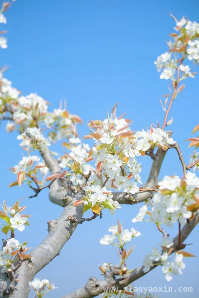 金山卫镇善晨梨园：梨花盛开绘就春日盛景，金山卫镇善晨梨园梨花怒放，美如诗画引客来