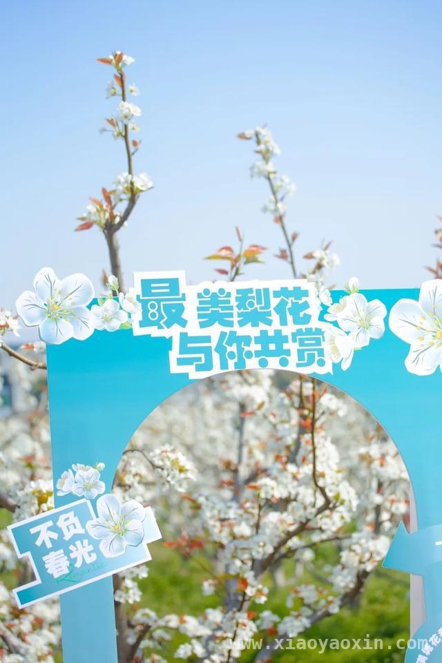 金山卫镇善晨梨园：梨花盛开绘就春日盛景，金山卫镇善晨梨园梨花怒放，美如诗画引客来