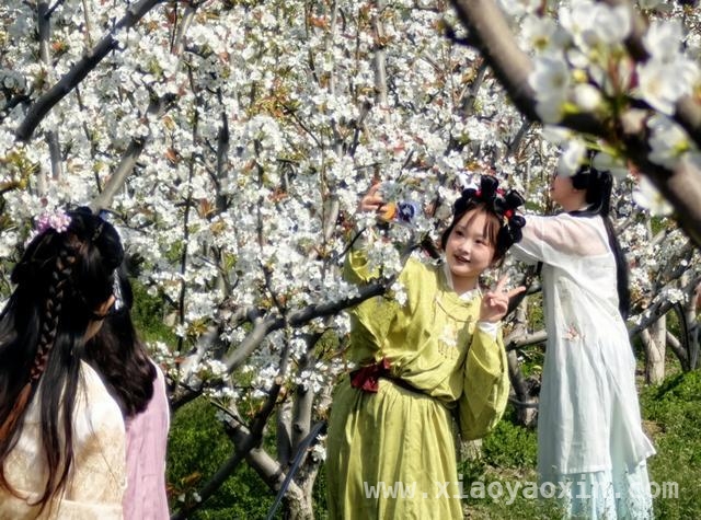 金山卫镇善晨梨园：梨花盛开绘就春日盛景，金山卫镇善晨梨园梨花怒放，美如诗画引客来