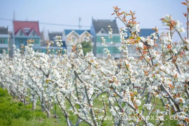金山卫镇善晨梨园：梨花盛开绘就春日盛景，金山卫镇善晨梨园梨花怒放，美如诗画引客来