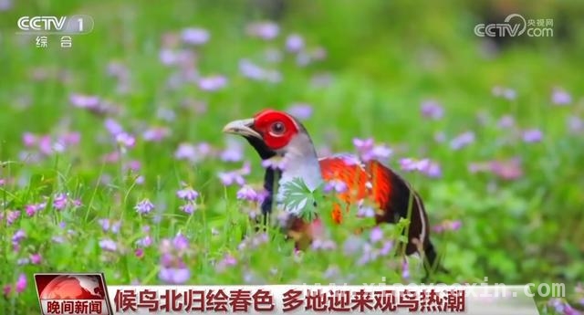 清明时节：全国多地开启春日旅游盛景，清明假期：感受自然之美，邂逅春日惊喜