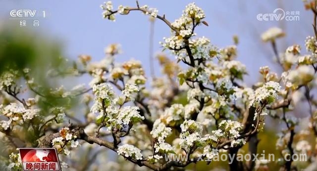 清明时节：全国多地开启春日旅游盛景，清明假期：感受自然之美，邂逅春日惊喜