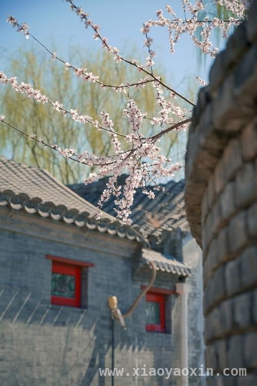春日街头，尼康Z6III搭配云创色彩方案开启拍花之旅，解锁尼康云创色彩方案，Z6III春日拍花风格大不同