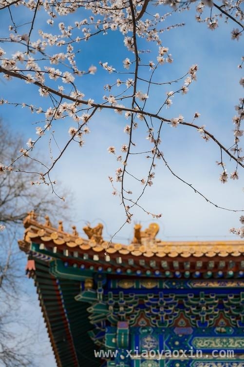 春日街头，尼康Z6III搭配云创色彩方案开启拍花之旅，解锁尼康云创色彩方案，Z6III春日拍花风格大不同