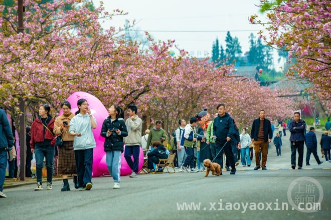 南川大观镇金龙村：樱花盛开，农文旅商融合发展正当时，樱花绽放南川，“樱花漫游季”推动乡村旅游品牌培育