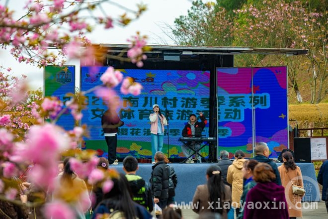南川大观镇金龙村：樱花盛开，农文旅商融合发展正当时，樱花绽放南川，“樱花漫游季”推动乡村旅游品牌培育