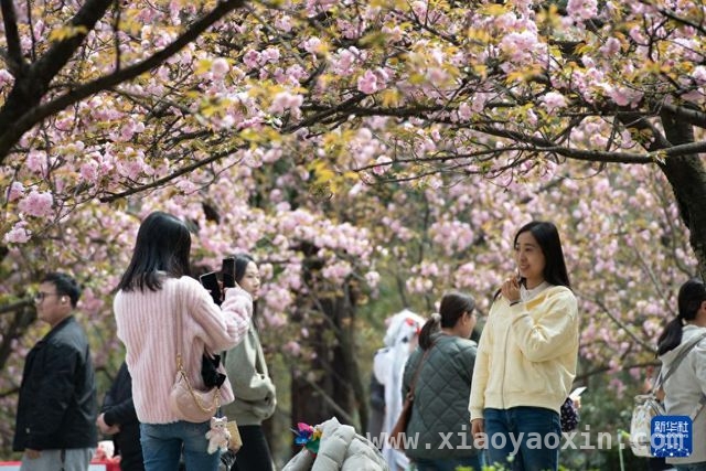 3月30日，邂逅中国科学技术大学的樱花之约，3月的中科大，被樱花“点亮”啦