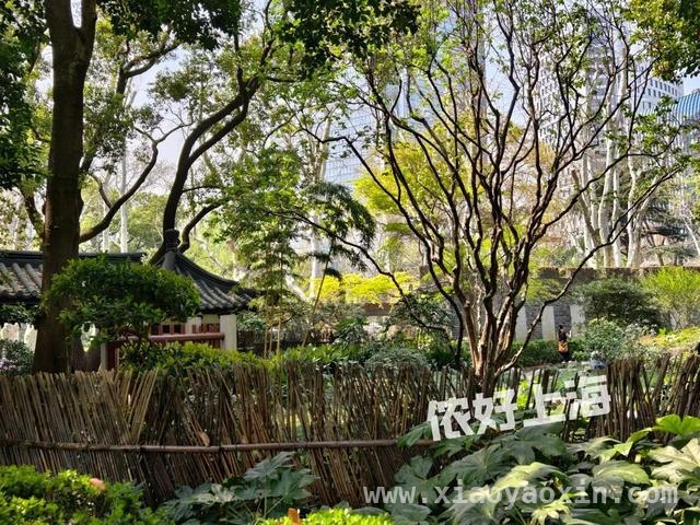解锁上海八景园，开启慢生活之旅 上海闹市中的静谧之境——八景园免费开放啦