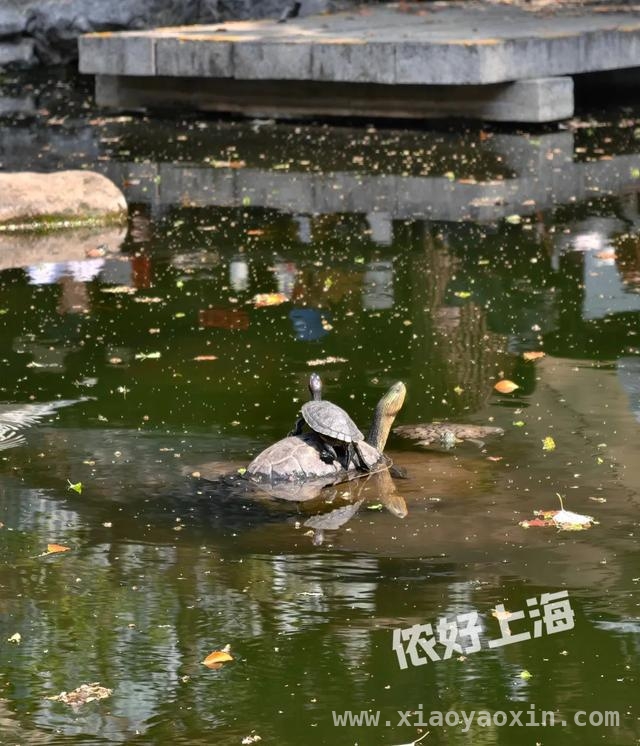 解锁上海八景园，开启慢生活之旅 上海闹市中的静谧之境——八景园免费开放啦