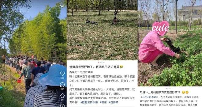 年轻人痴迷野趣，“陶渊明模式”悄然兴起，从挖野菜到种蓝莓：年轻人的别样放松之道