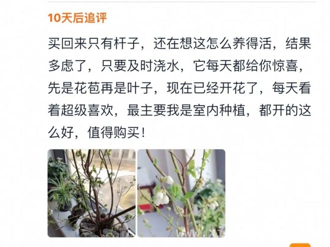 年轻人痴迷野趣，“陶渊明模式”悄然兴起，从挖野菜到种蓝莓：年轻人的别样放松之道