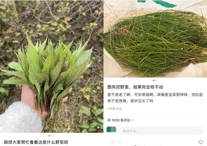年轻人痴迷野趣，“陶渊明模式”悄然兴起，从挖野菜到种蓝莓：年轻人的别样放松之道