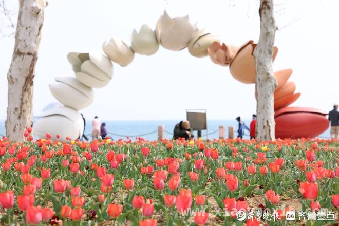 清明时节，烟台虞美人广场郁金香伴海绽放 烟台虞美人广场：4月郁金香开启春日赏花盛宴