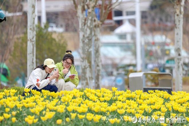 清明时节，烟台虞美人广场郁金香伴海绽放 烟台虞美人广场：4月郁金香开启春日赏花盛宴