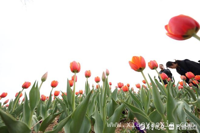 清明时节，烟台虞美人广场郁金香伴海绽放 烟台虞美人广场：4月郁金香开启春日赏花盛宴