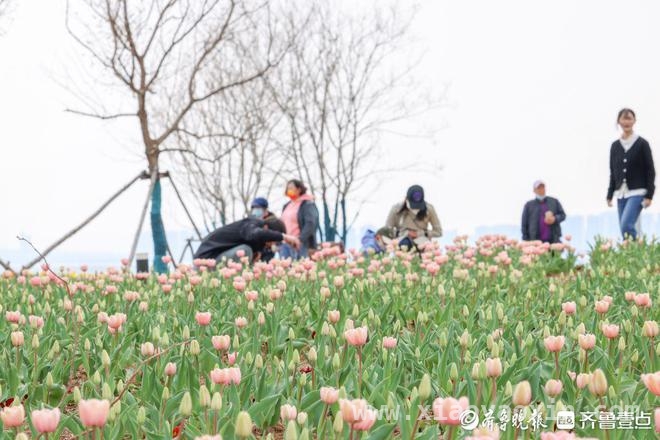 清明时节，烟台虞美人广场郁金香伴海绽放 烟台虞美人广场：4月郁金香开启春日赏花盛宴