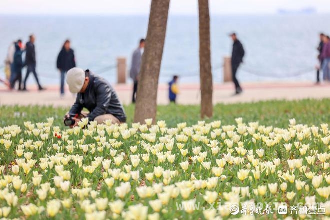 清明时节，烟台虞美人广场郁金香伴海绽放 烟台虞美人广场：4月郁金香开启春日赏花盛宴