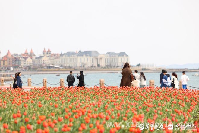 清明时节，烟台虞美人广场郁金香伴海绽放 烟台虞美人广场：4月郁金香开启春日赏花盛宴