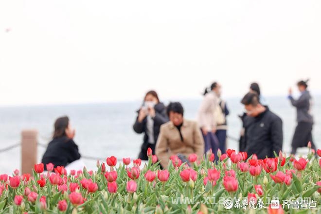 清明时节，烟台虞美人广场郁金香伴海绽放 烟台虞美人广场：4月郁金香开启春日赏花盛宴
