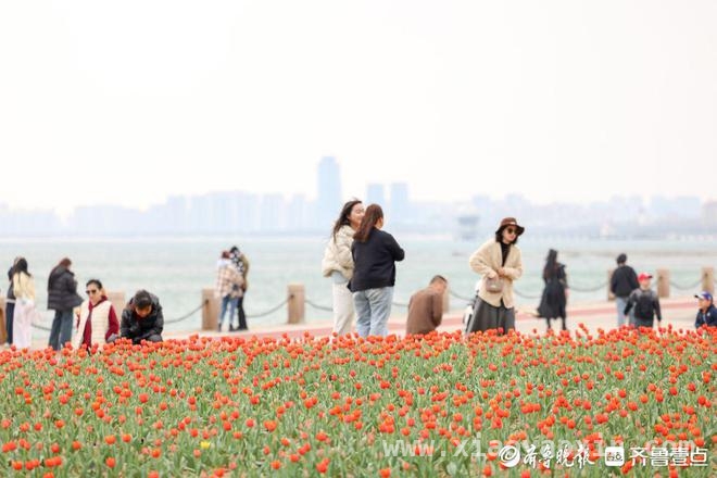 清明时节，烟台虞美人广场郁金香伴海绽放 烟台虞美人广场：4月郁金香开启春日赏花盛宴
