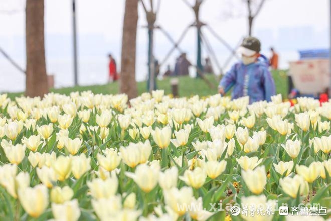 清明时节，烟台虞美人广场郁金香伴海绽放 烟台虞美人广场：4月郁金香开启春日赏花盛宴
