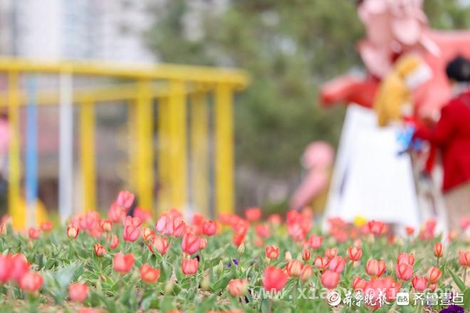 清明时节，烟台虞美人广场郁金香伴海绽放 烟台虞美人广场：4月郁金香开启春日赏花盛宴