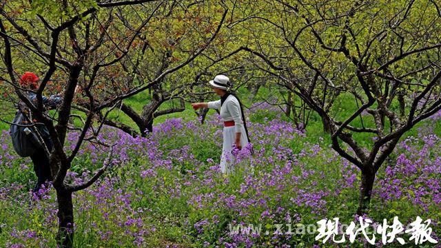 清明假期首日：南京旅游市场热度高涨，外地游客成主力，清明第一天南京旅游“吸睛”，多景区游客如织