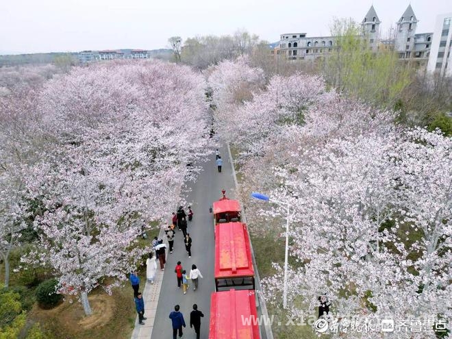 青岛西海岸樱花节启幕，农文旅融合开启春日新篇